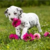 Perros Preciosos 13