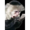 Monkey Sticker 10