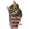 Cat-Dog 1 13