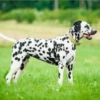 Perros Preciosos 14