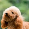 Perros Preciosos 17