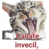 Cat-Dog 1 15