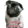 Cat-Dog 1 16