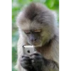 Monkey Sticker 11