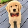 Perros Preciosos 22