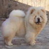 Perros Preciosos 25