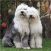 Perros Preciosos 28