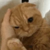 Gatitos 13