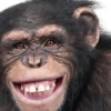 Monkey Sticker 12