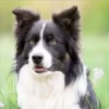 Perros Preciosos 30