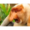 Monkey Sticker 13