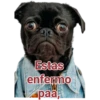 Cat-Dog 1 17