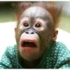 Monkey Sticker 14