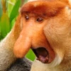 Monkey Sticker 15