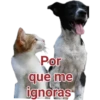 Cat-Dog 1 18