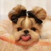 °•Perros, gatos y plus??5 29