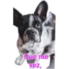 Cat-Dog 1 21