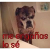 perros tóxicos ᥫ᭡ 6