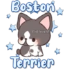 ☆
Boston
Eli&Javi(JD)
Terrier