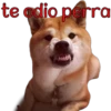 perros tóxicos ᥫ᭡ 10