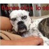 perros tóxicos ᥫ᭡ 11