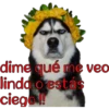 perros tóxicos ᥫ᭡ 13