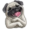 Animals 16