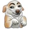 Animals 19