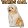 TAMOS MAL
@lexa