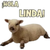 ¡HOLA
LINDA!