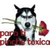 perros tóxicos ᥫ᭡ 24