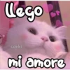 llego
cokki
mi amore