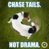 CHASE TAILS.
NOT DRAMA.
P
