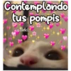 Contemplando
tus pompis
cokki