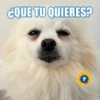 ¿QUE TU QUIERES?