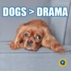 DOGS > DRAMA
P