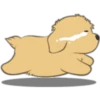 Golden Retriever Puppy 4 21