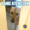 DAME ATENCION
P