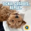 TICKLE, COSQUIS.
REPEAT.
P
