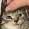 Anger and anime 6