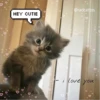 HEY CUTIE
@radcattos
i love you