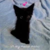 ur my meow meow