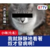 受訪的貓星人P.1/P.2 5