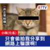 受訪的貓星人P.1/P.2 6
