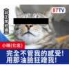 受訪的貓星人P.1/P.2 7