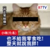 受訪的貓星人P.2/P.2 5