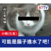受訪的貓星人P.2/P.2 6