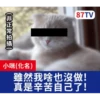 受訪的貓星人P.2/P.2 8