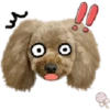 Dog expressions 8