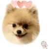 Dog expressions 9